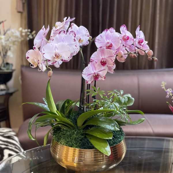 Pink-and-white orchids arranged in a gold bowl planter
