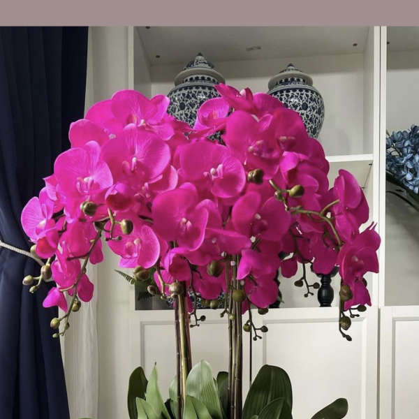 Fuchsia Orchid Majesty – Same Day Delivery
