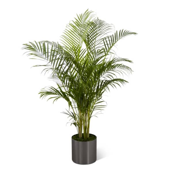 FTD Palm