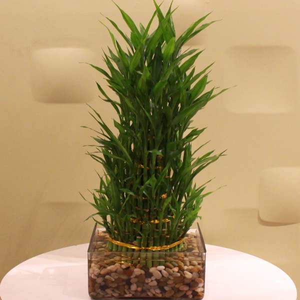Potted lucky bamboo arrangement in a square glass container with pebbles