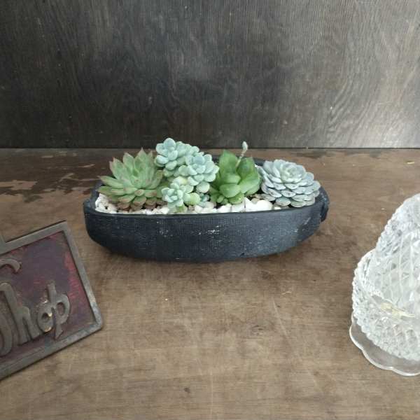 Succulent arrangement in a black oval planter with white stones