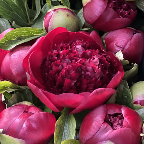Close-up bouquet of deep pink peonies with green leaves