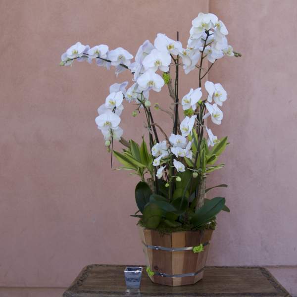 White orchid arrangement in a wooden pot on a table