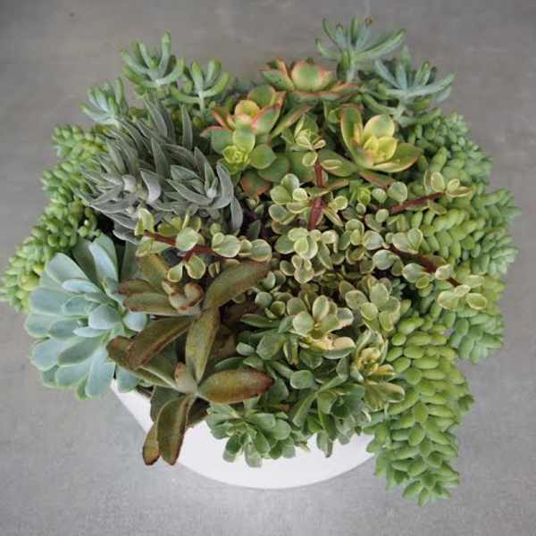 Assorted succulents in a white pot