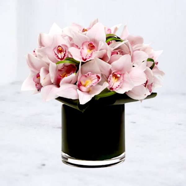 Blush Bombshell