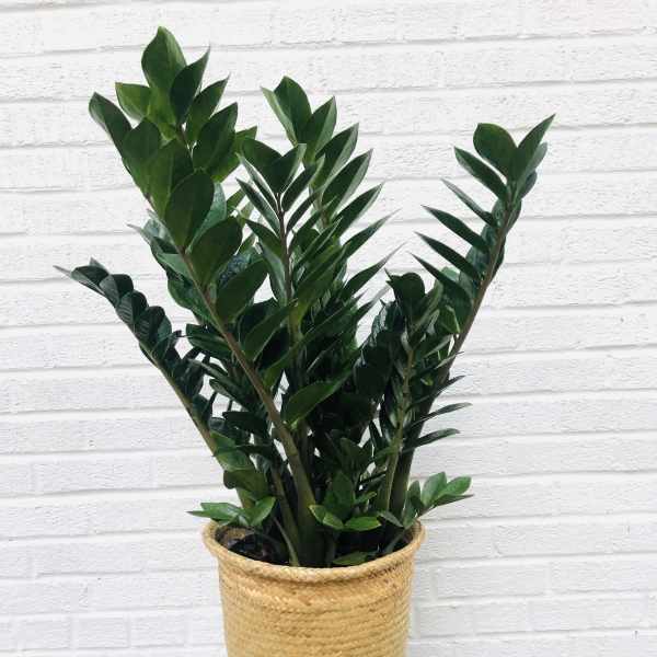 Potted green plant with upright glossy leaves in a woven basket