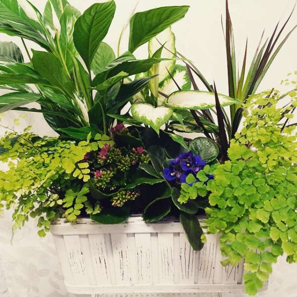 Lush green planter with assorted foliage and small purple flowers in a white container
