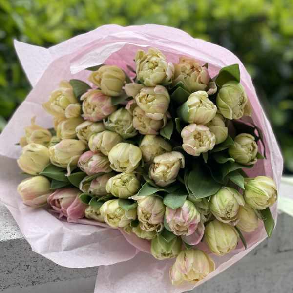 Bouquet of pale pink and cream tulips wrapped in pink paper