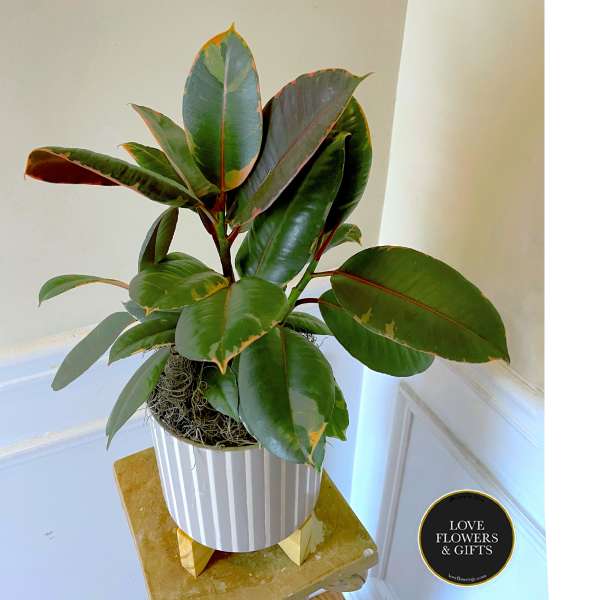 Potted rubber plant with large variegated green leaves in a striped white pot on a small stand.