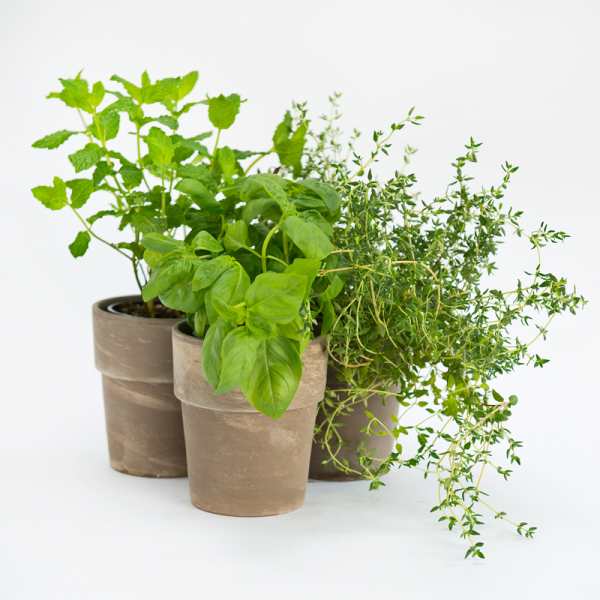 Herb Garden
