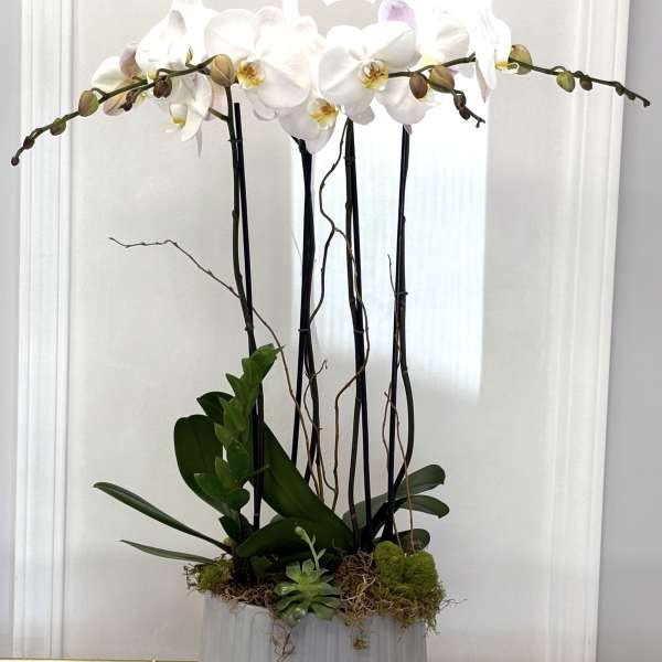 White orchids in a white planter with moss and succulents