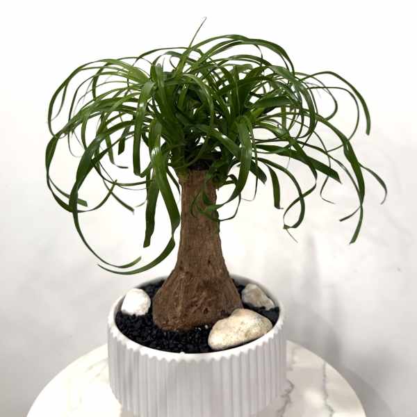 Potted ponytail palm in a white ribbed planter with decorative stones