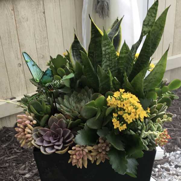 Succulent arrangement in a tall black planter with yellow blooms and butterfly accents