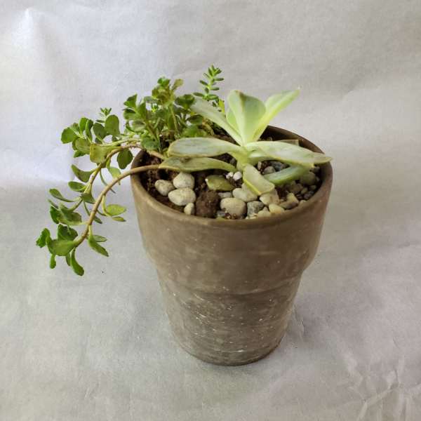 Small succulent arrangement in a brown pot with pebbles