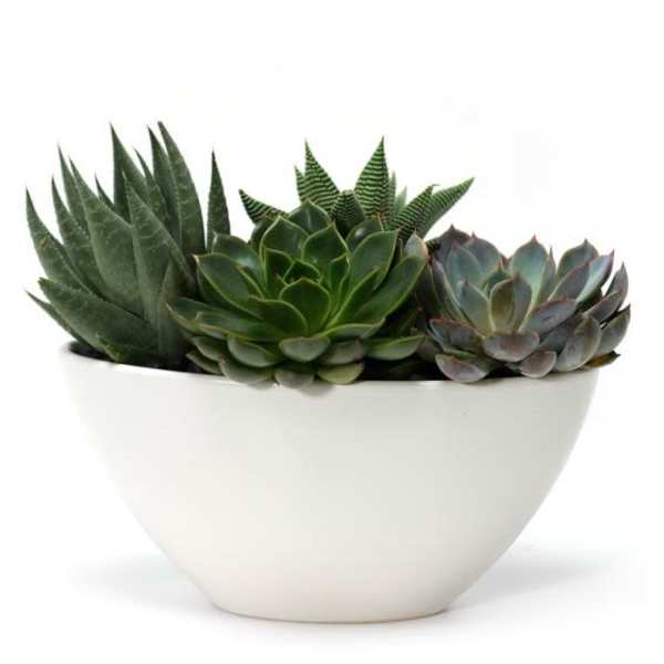 Low white bowl planter filled with assorted green succulents