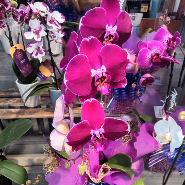 Potted orchids with bright pink and white blooms on display