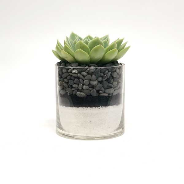 Succulent in a clear glass container with layered sand and stones