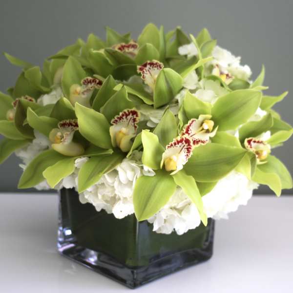 Low arrangement of green cymbidium orchids over white hydrangeas in a square glass vase