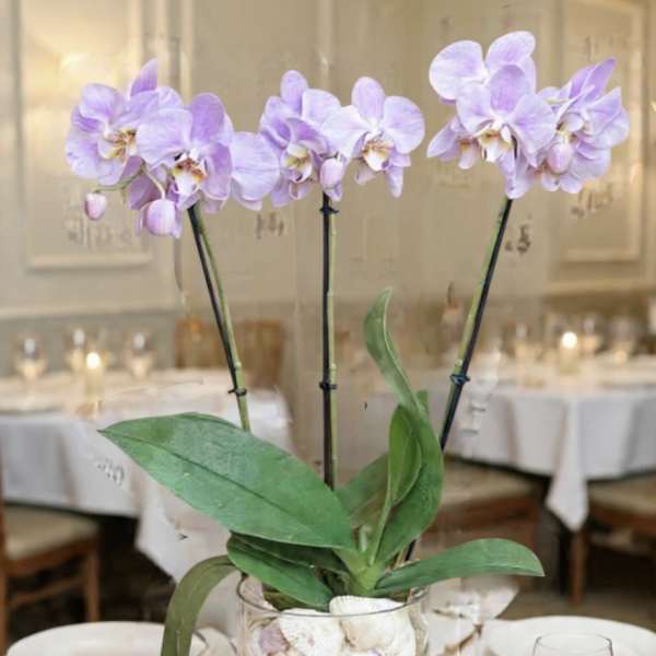 Luxury Lavender Phalaenopsis Orchids Garden | Same-Day Delivery Orange County
