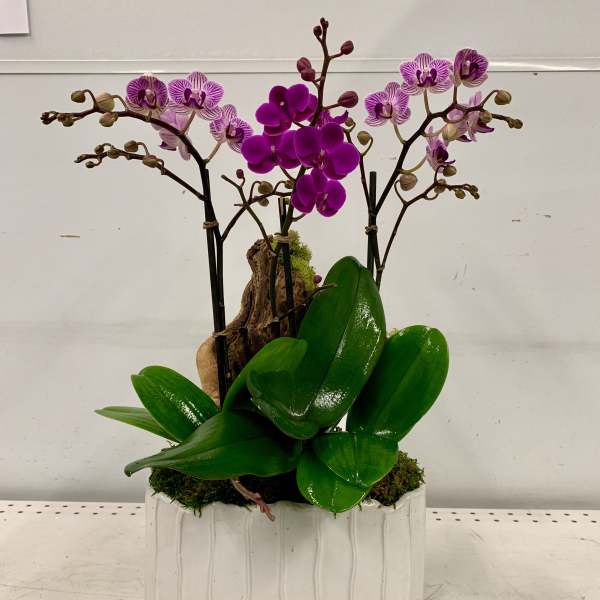 Purple Daze