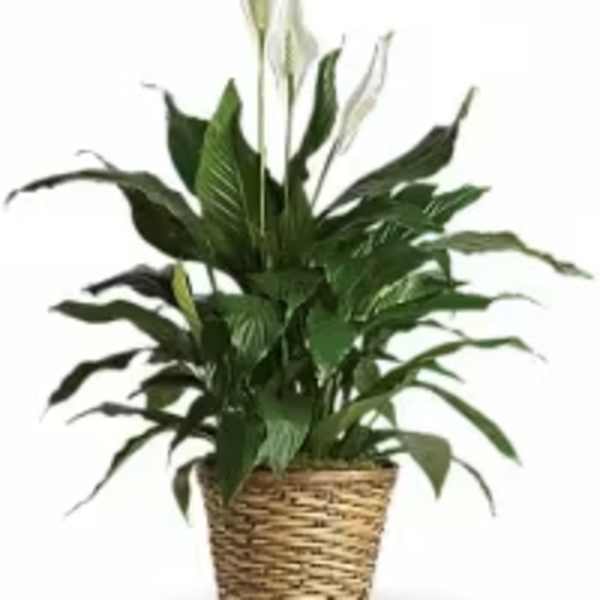 Peace Lily Plant 8"
