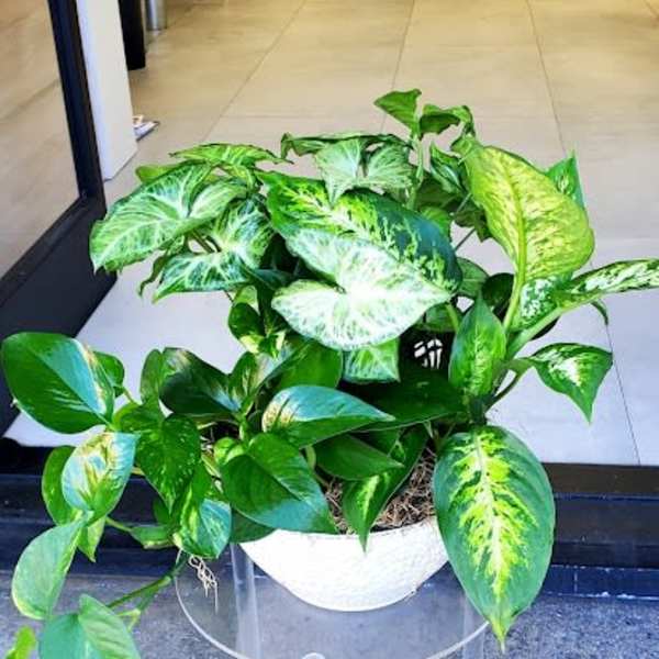 Lush variegated houseplant in a white pot on a clear stand at a doorway