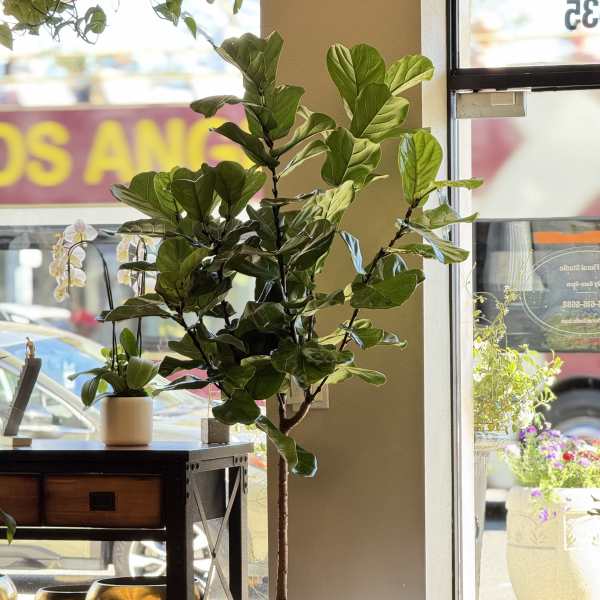 Urban Fiddle Leaf Fig