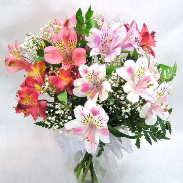 Adorable Alstromeria