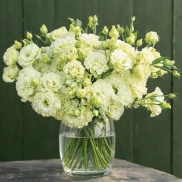 Green Lisianthus