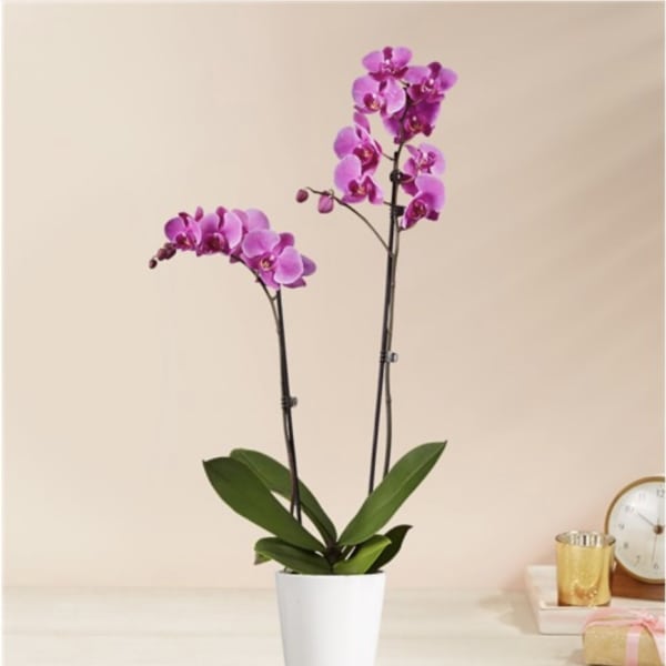 Potted purple orchid with two tall stems in a white planter