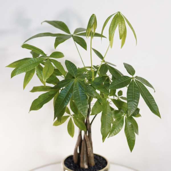 Lucky Money Tree
