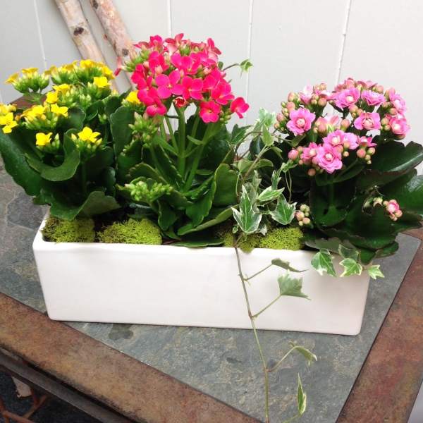 Rectangular planter with pink and yellow flowering succulents
