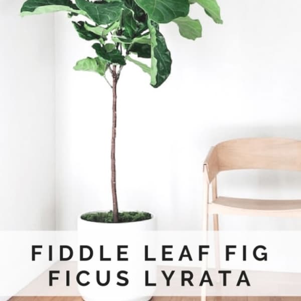 Potted fiddle leaf fig plant beside a chair