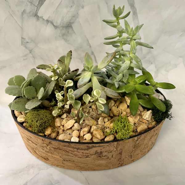 Succulent arrangement in a shallow round planter with pebbles
