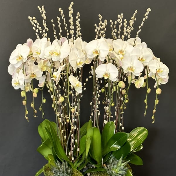 White orchids arranged in a low oval planter with succulents