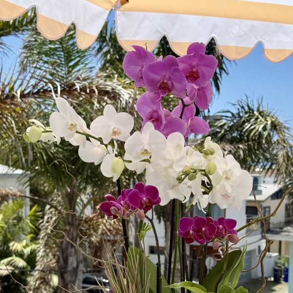 Potted orchids in white and magenta blooms in a metal container