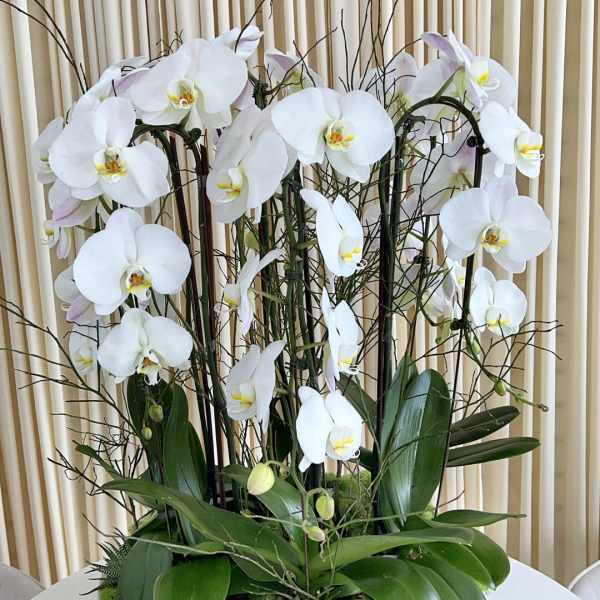 White phalaenopsis orchids in a low white bowl planter with moss and broad leaves.