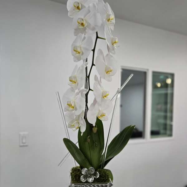 White orchid arrangement in a tall clear glass vase