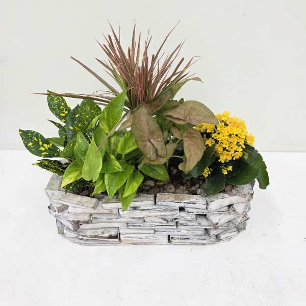 Calming Dishgarden