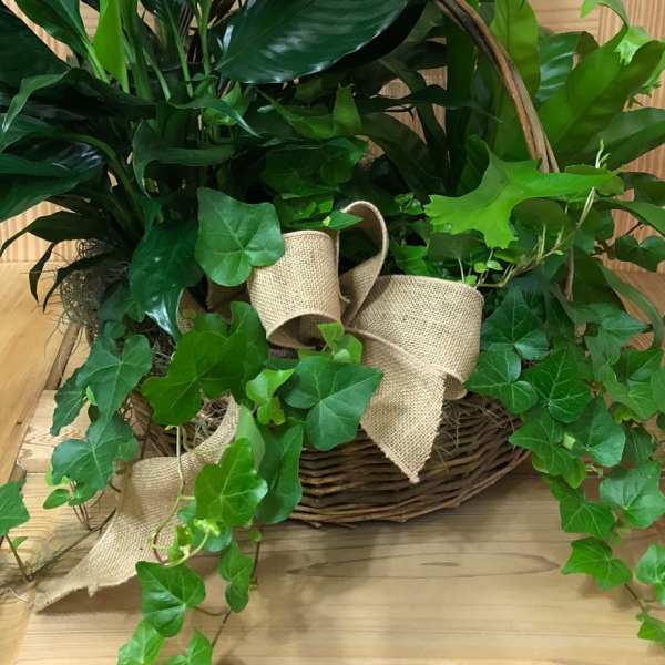 Basket arrangement with red anthuriums and lush green foliage, tied with burlap ribbon