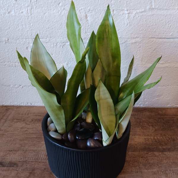Potted snake plant in a black ribbed container with decorative stones