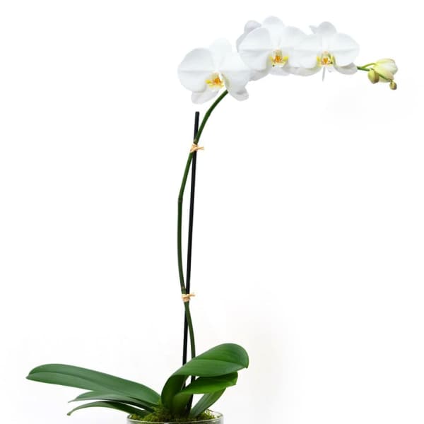 Tall potted white orchid plant in a clear glass vase with moss at the base