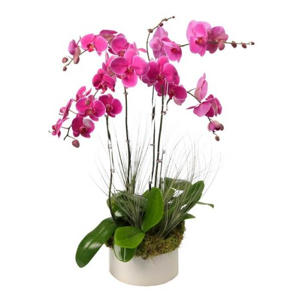 Pink phalaenopsis orchid plant in a white cylinder pot