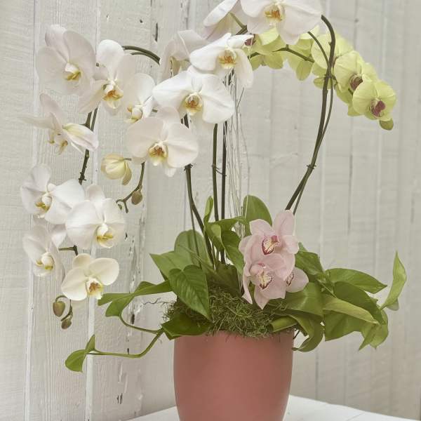 Potted orchid arrangement with white, pale pink, and green blooms