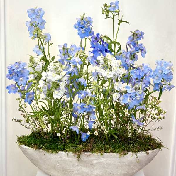 Blue and white delphinium arrangement in a shallow oval planter