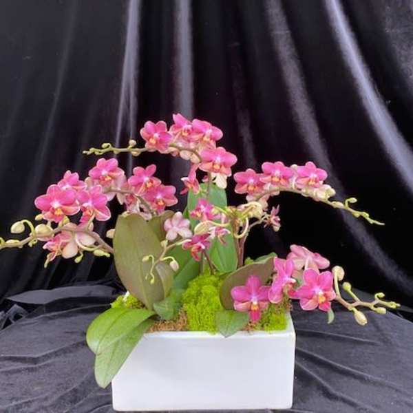 Pink orchids arranged in a white rectangular planter