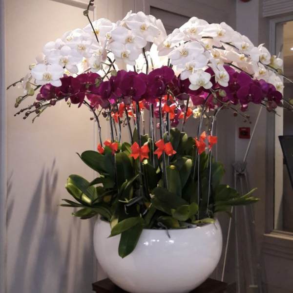 Royal Orchid Symphony_Same Day Delivery