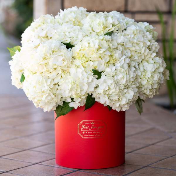 White hydrangea bouquet in a red cylindrical box