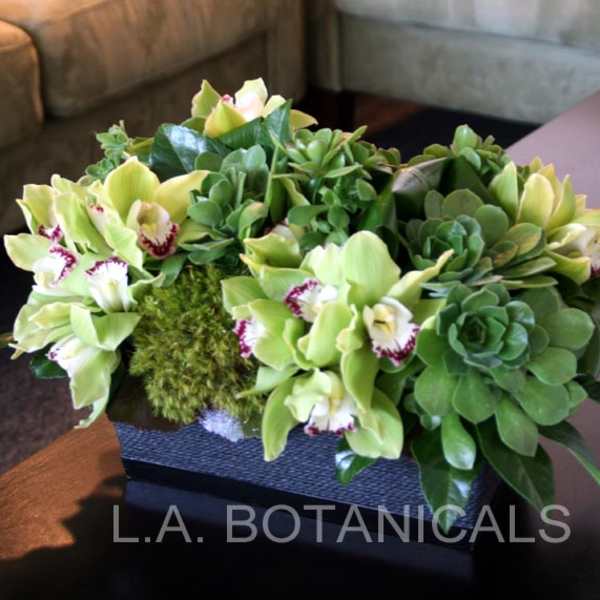 Green orchid and succulent arrangement in a rectangular container
