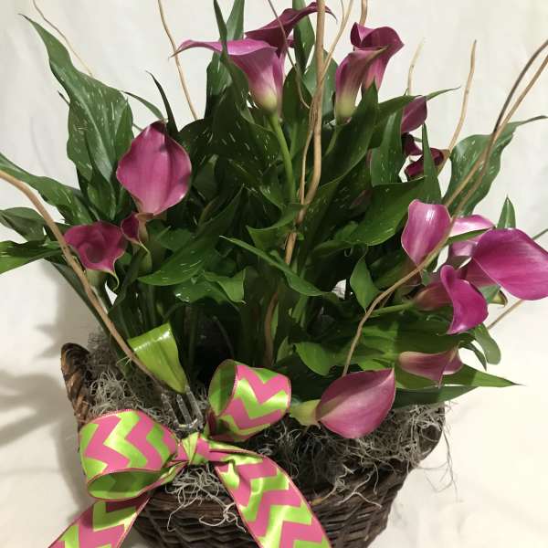 Basket of pink mini calla lilies with curly branches and a bright pink and green bow